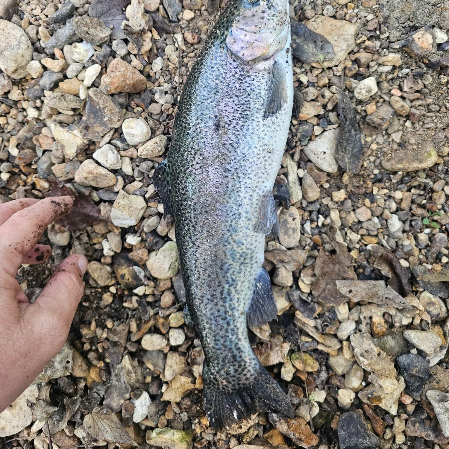 Rainbow trout caught on Fishbrain