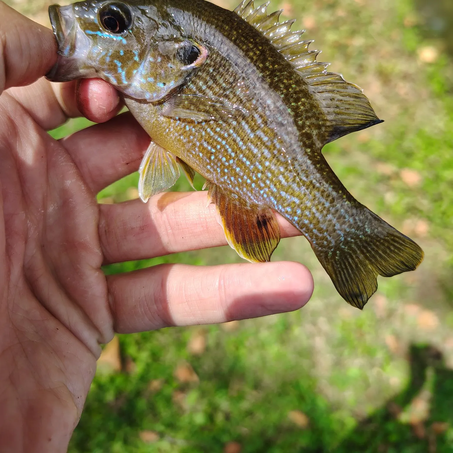 Green sunfish caught on Fishbrain