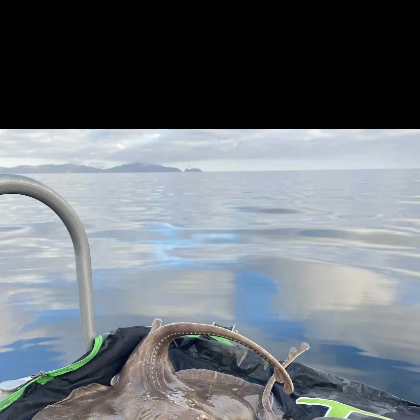 Sailray caught on Fishbrain