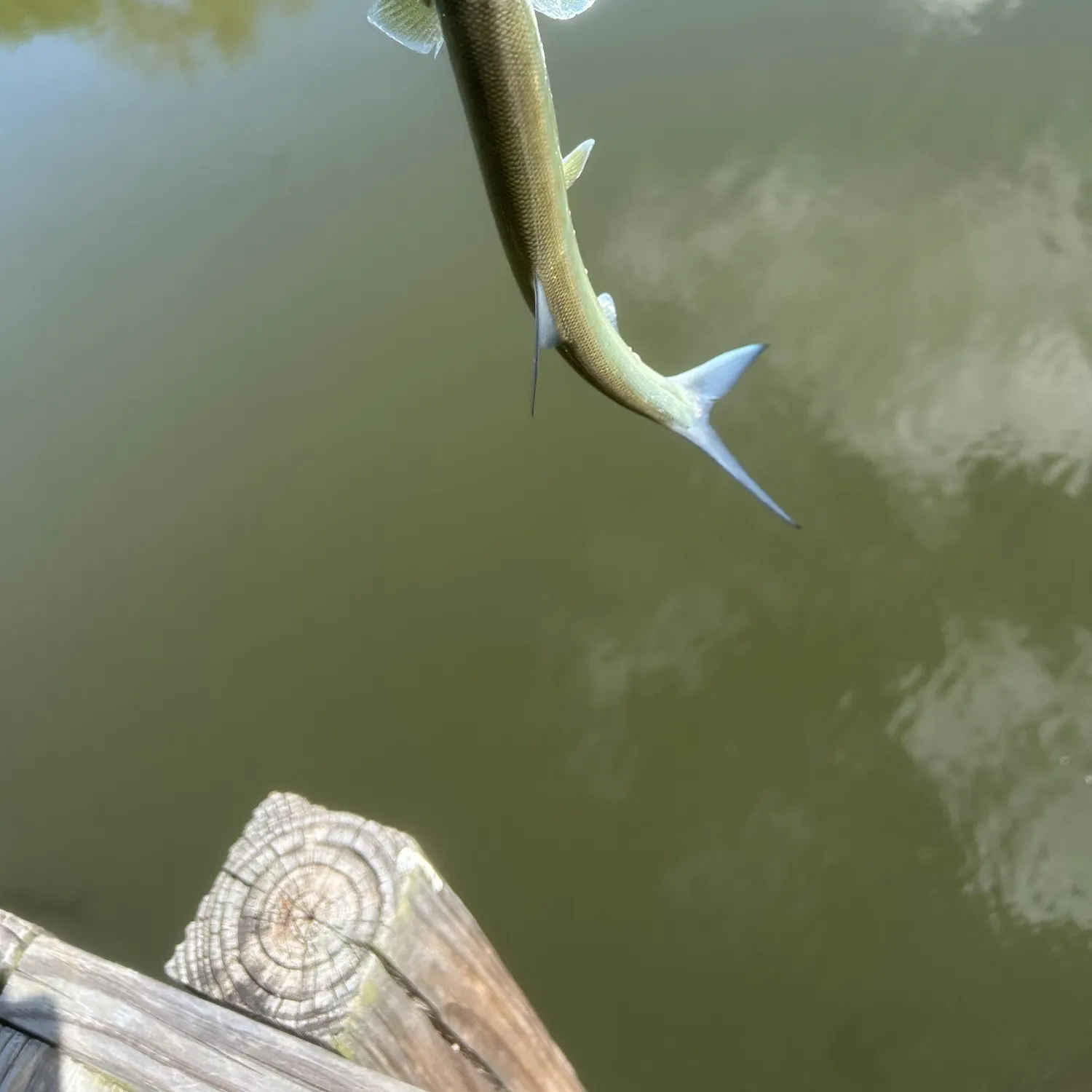 Ladyfish caught on Fishbrain