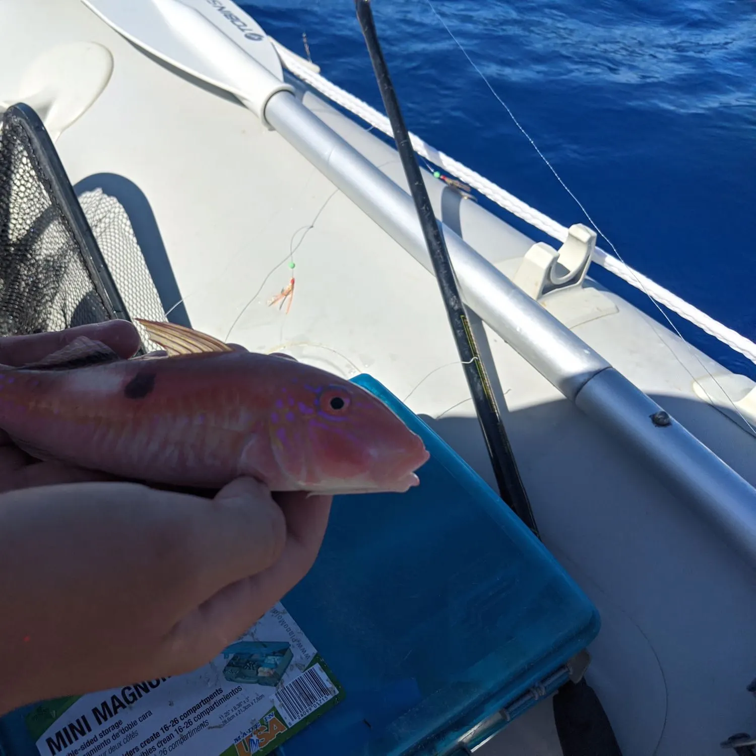The most recent Sidespot goatfish catches on Fishbrain