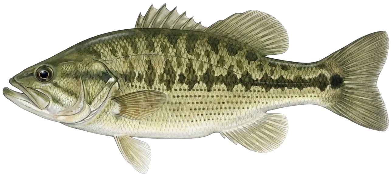 Spotted bass