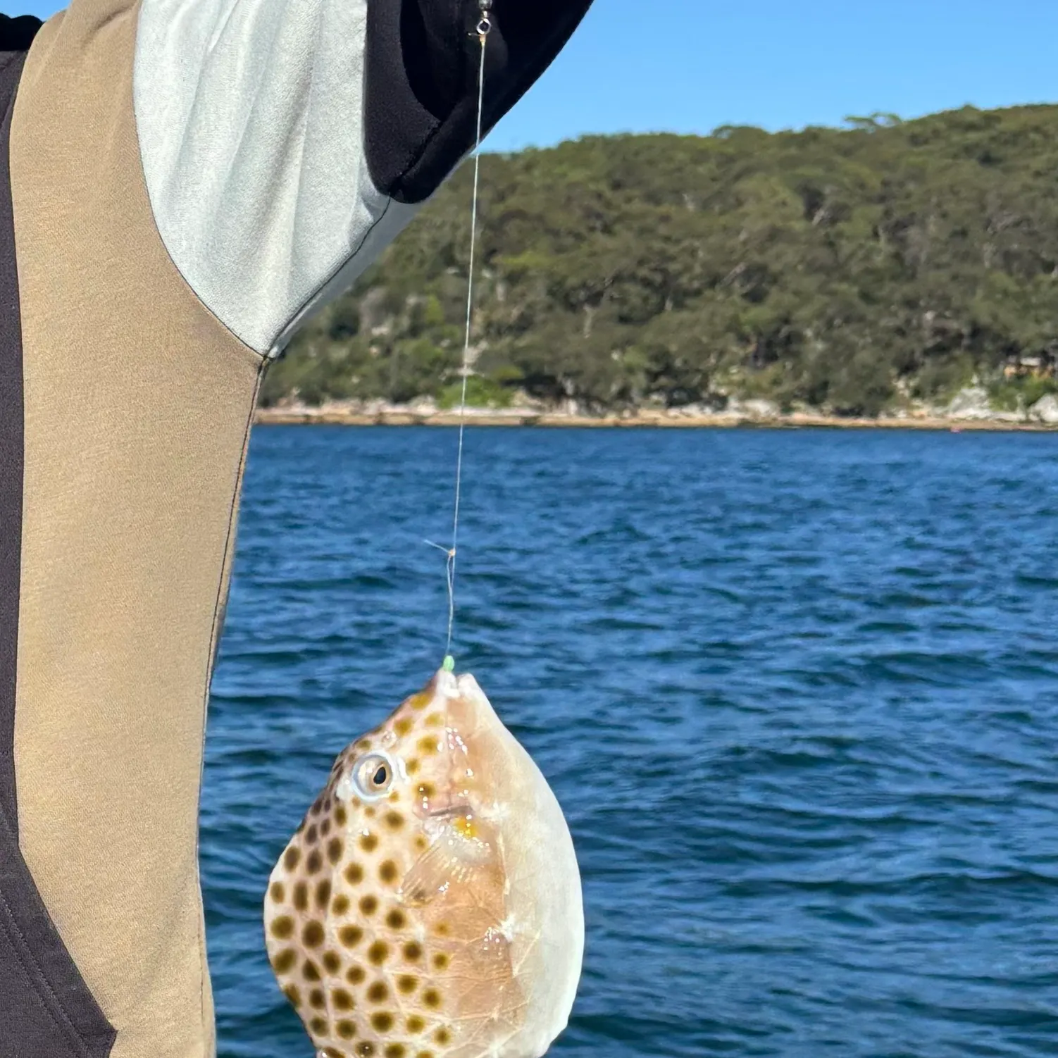 The most recent Western smooth boxfish catches on Fishbrain