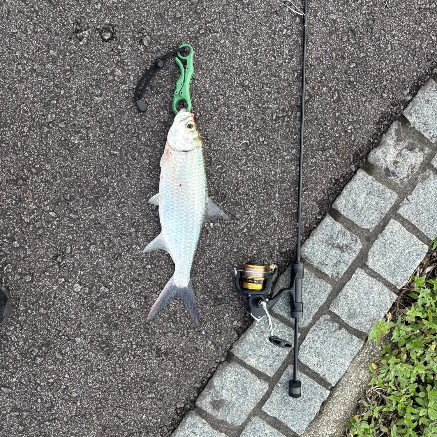 The most recent Indo-Pacific tarpon catches on Fishbrain