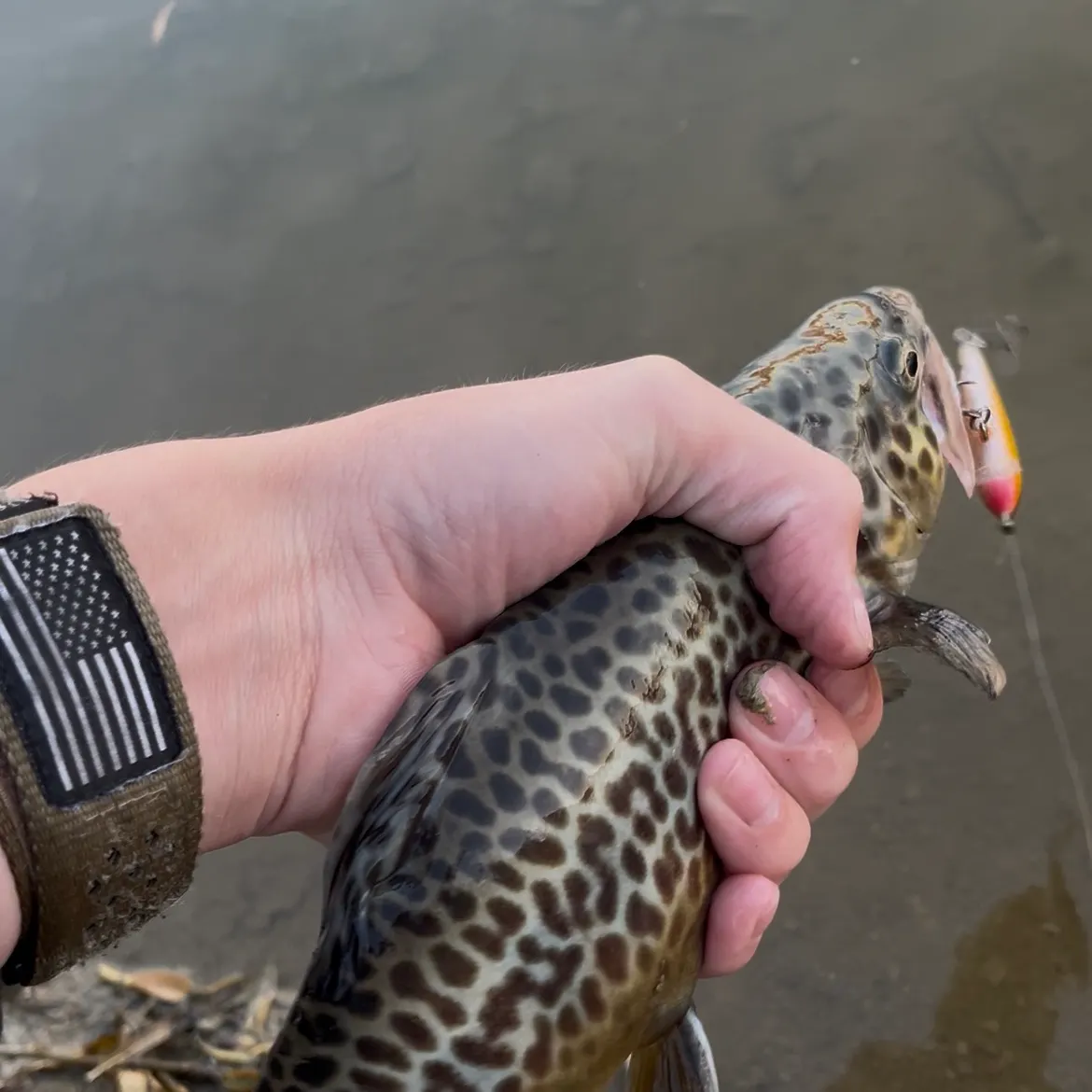 Tiger trout caught on Fishbrain