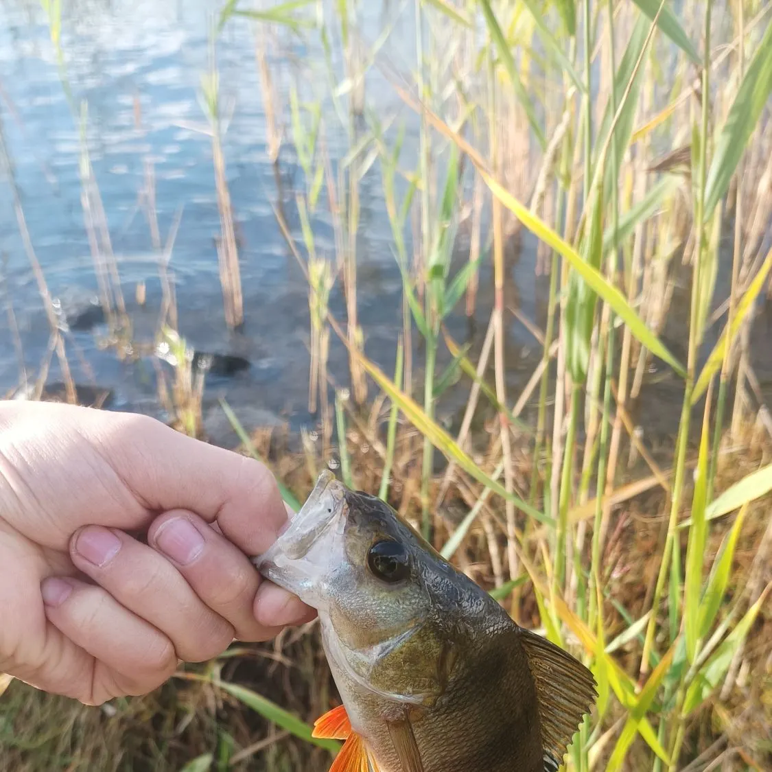 European perch caught on Fishbrain