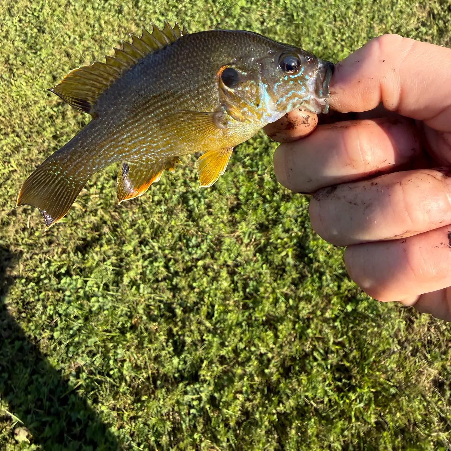 Green sunfish caught on Fishbrain