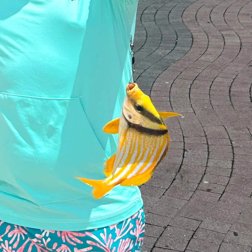 The most recent Atlantic porkfish catches on Fishbrain