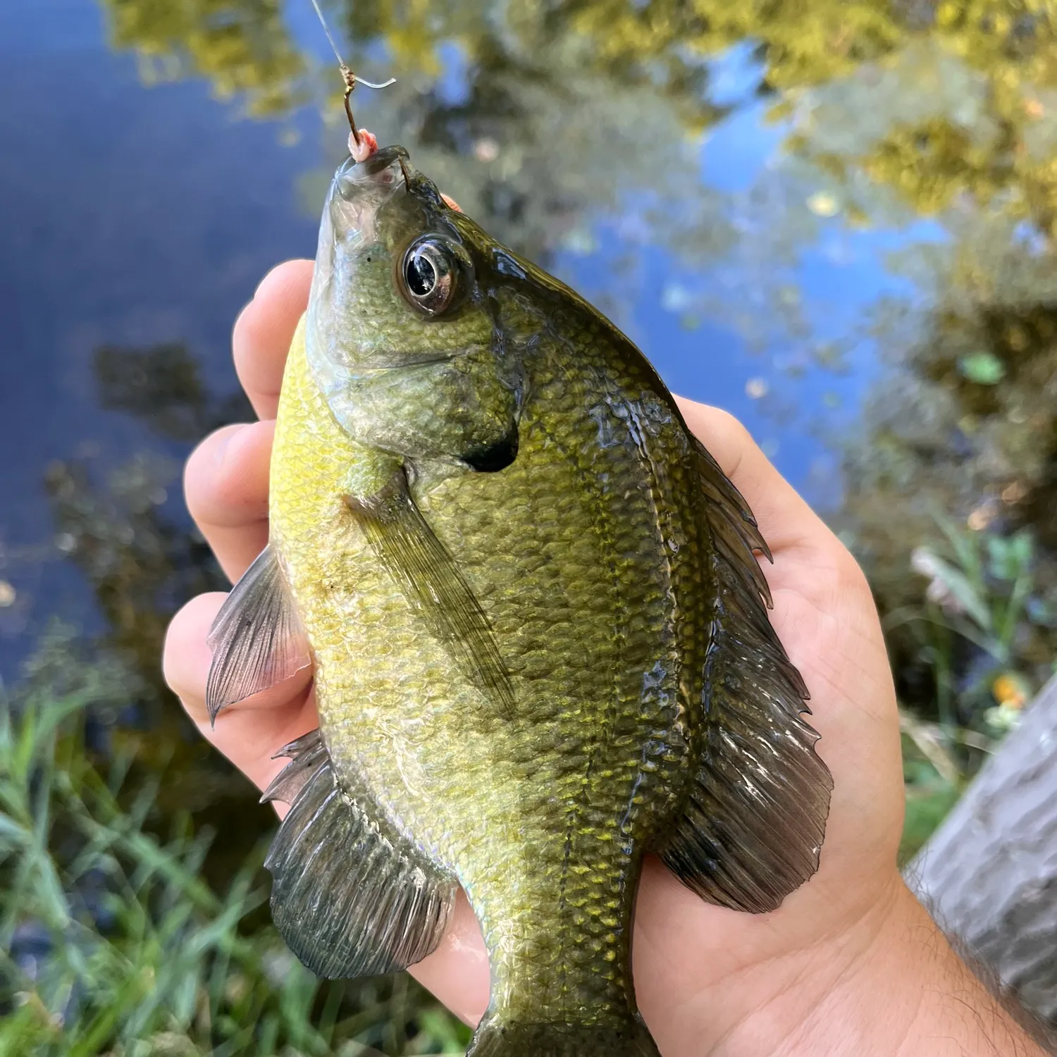 Bluegill caught on Fishbrain