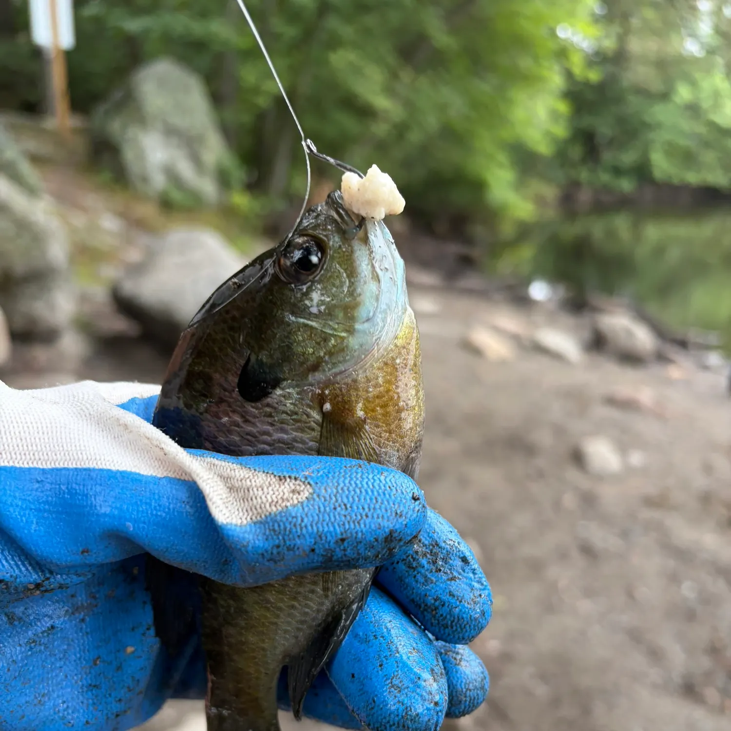 Bluegill caught on Fishbrain