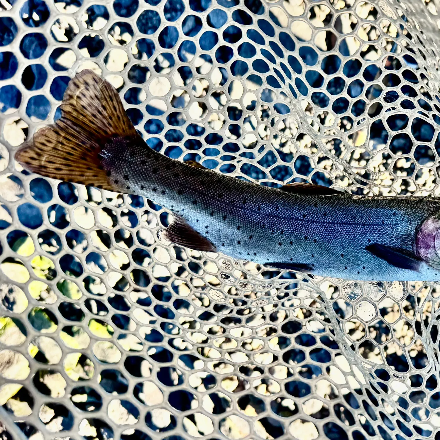 Lahontan cutthroat trout caught on Fishbrain
