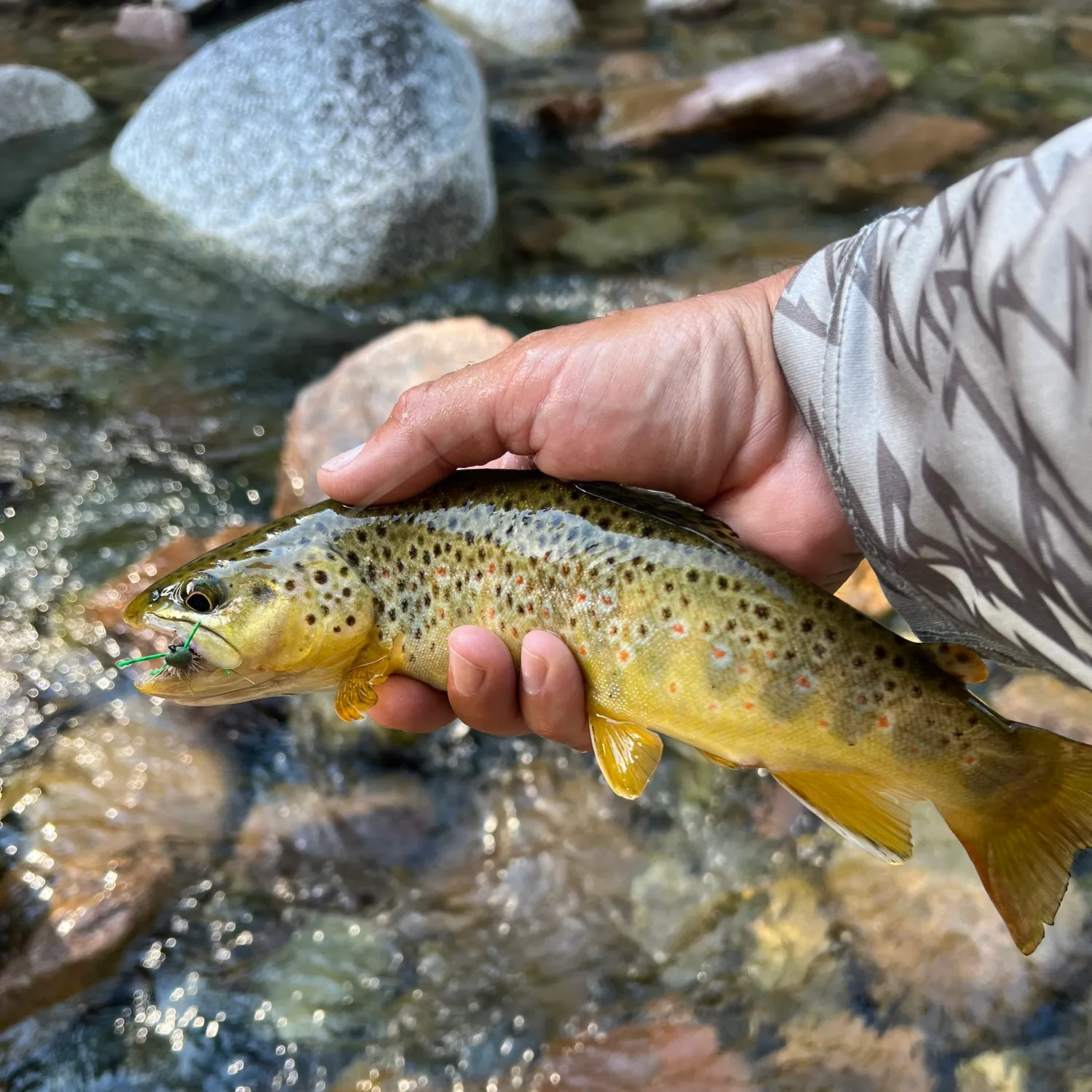 Brown trout caught on Fishbrain