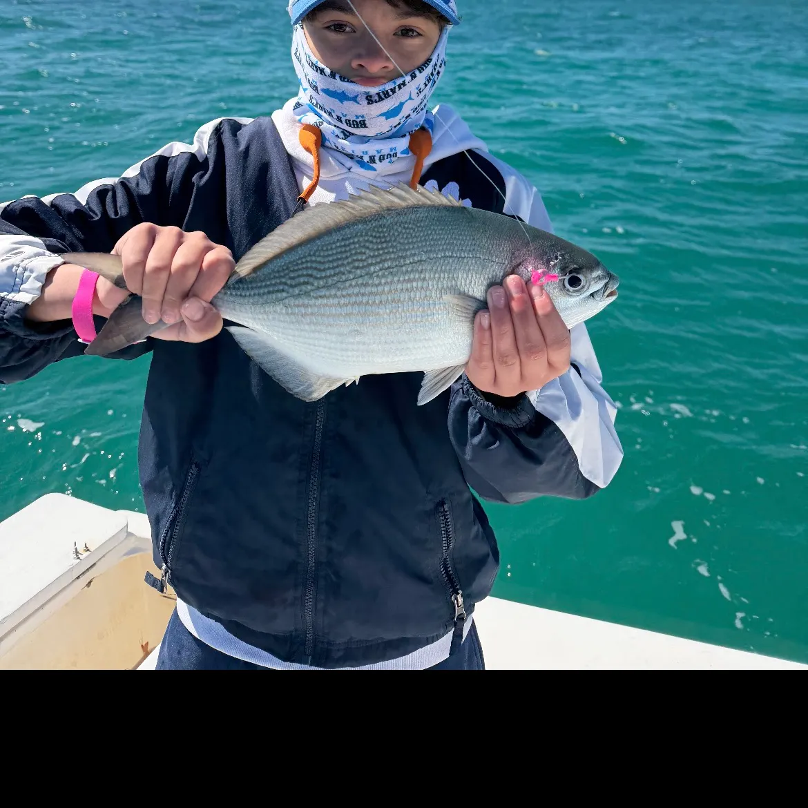 The most recent Bermuda sea chub catches on Fishbrain