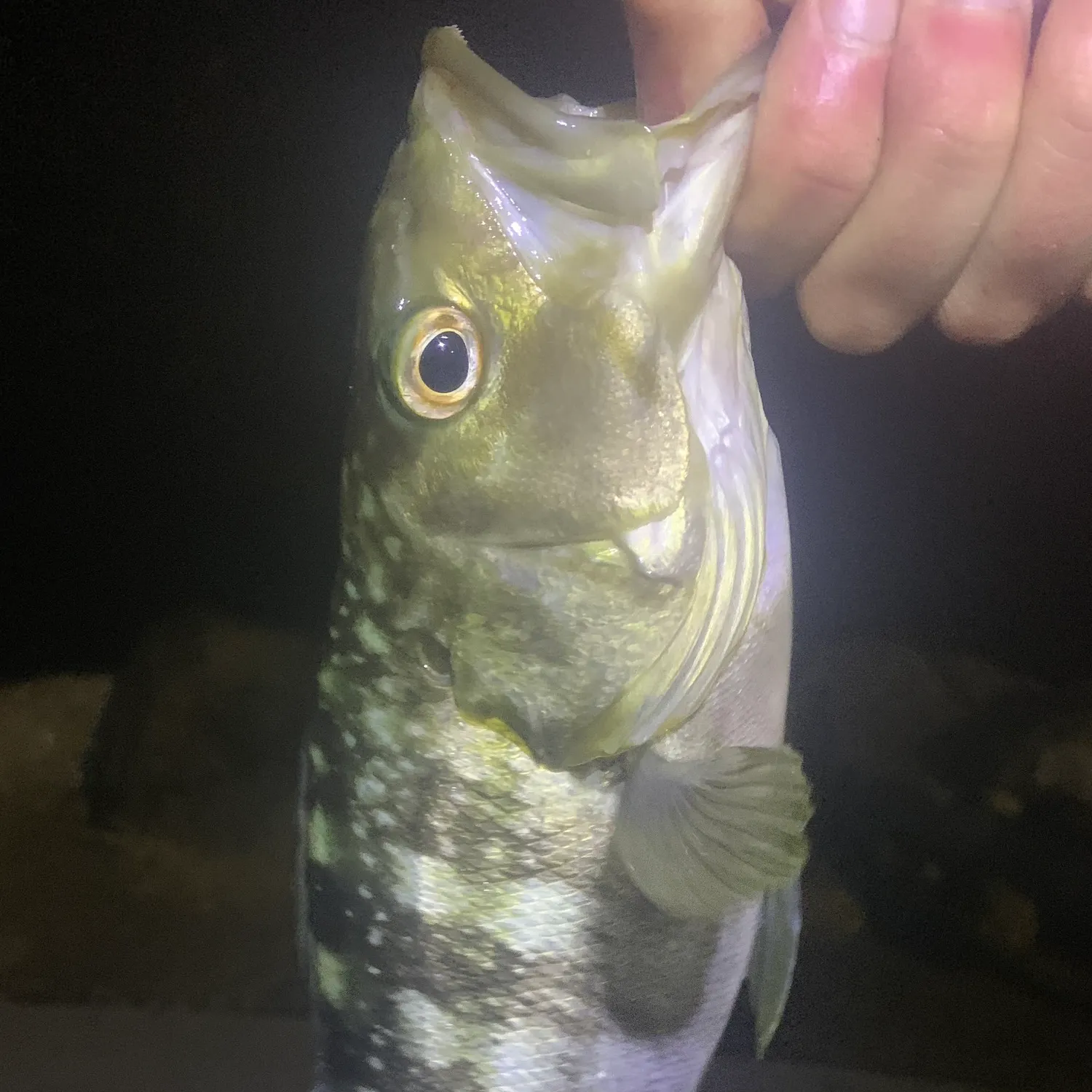 The most recent Kelp bass catches on Fishbrain