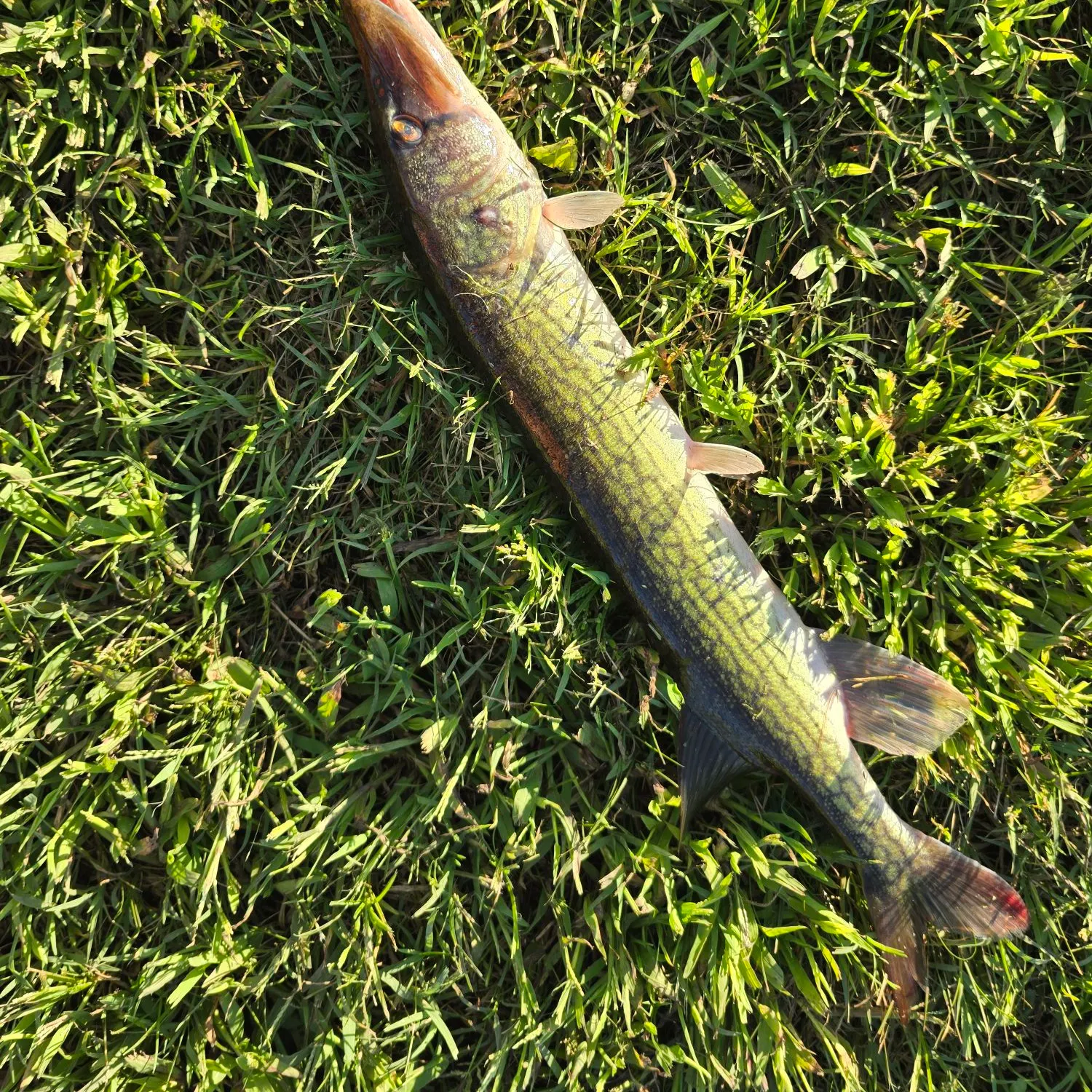 Chain pickerel caught on Fishbrain