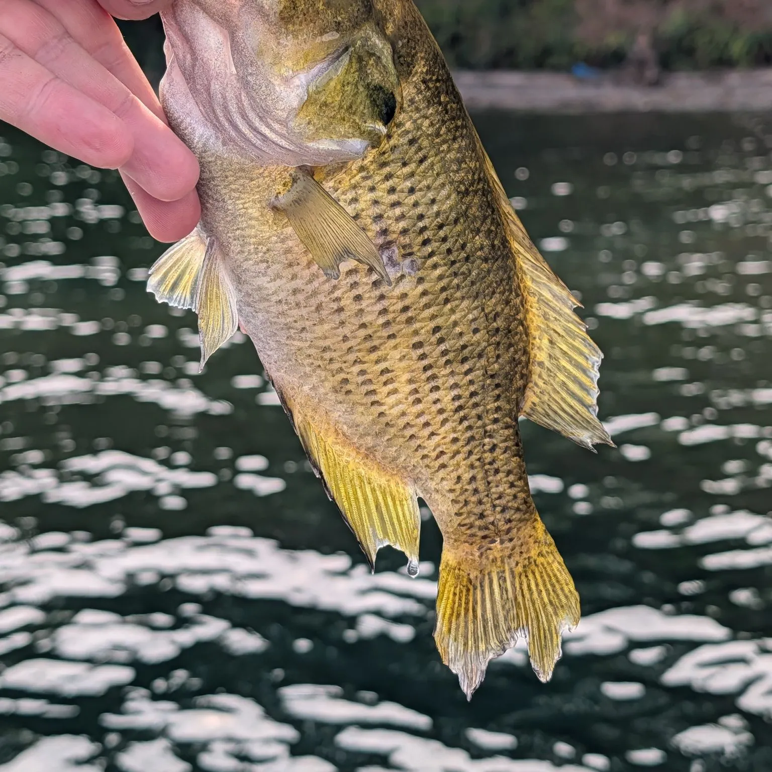 Rock bass caught on Fishbrain