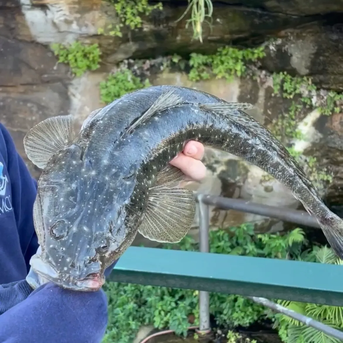 Dusky flathead caught on Fishbrain