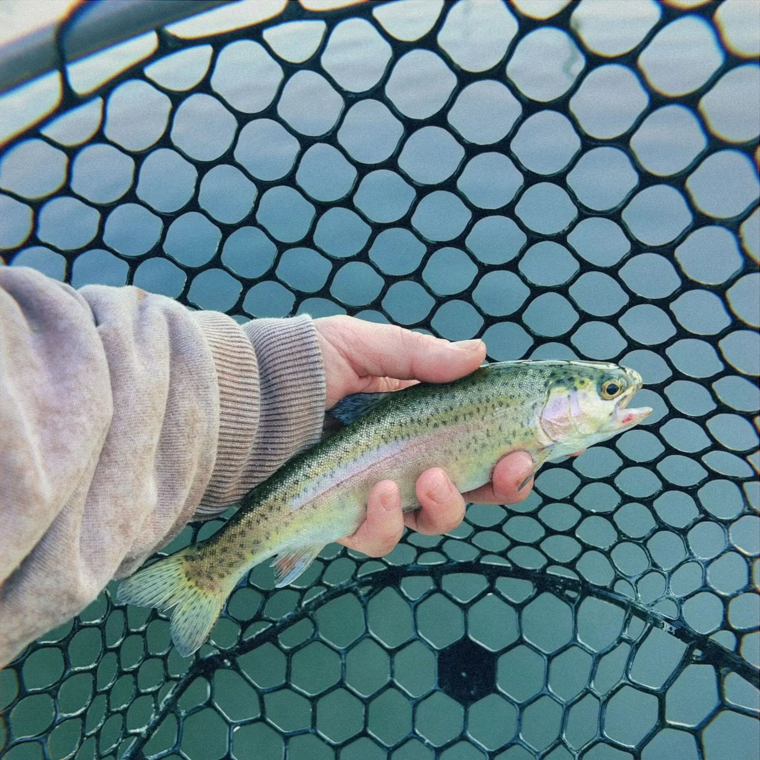 Rainbow trout caught on Fishbrain