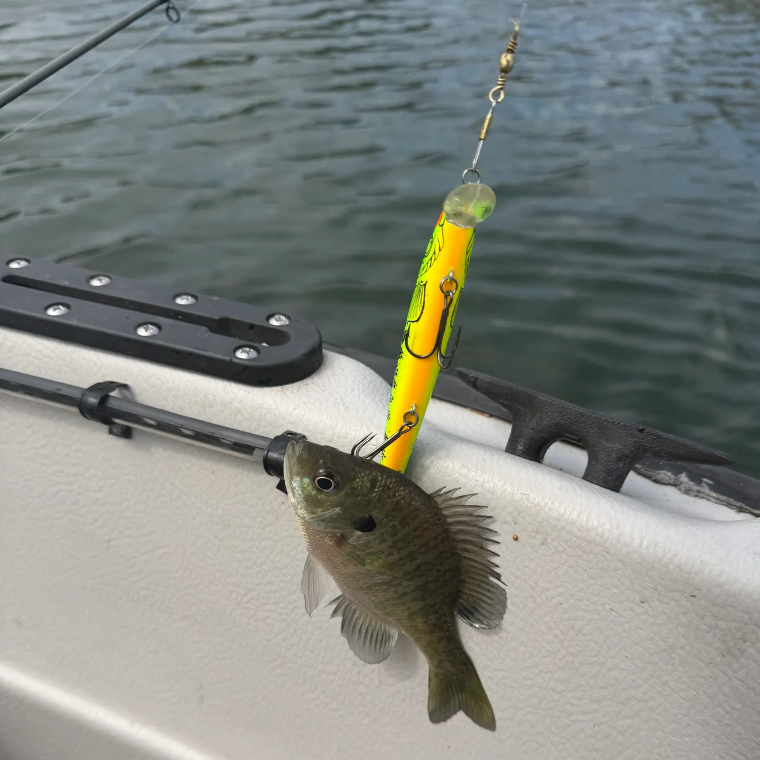 Bluegill caught on Fishbrain