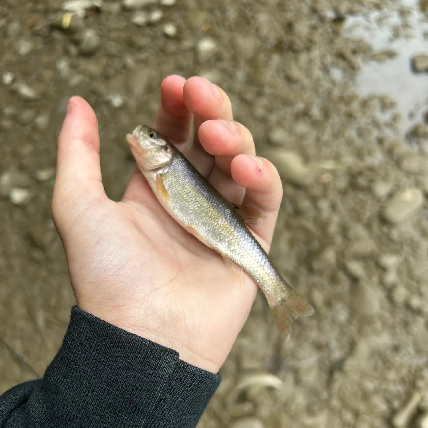 Creek chub caught on Fishbrain