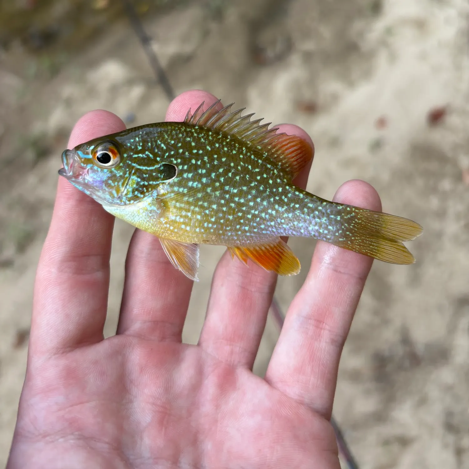 Swampland longear sunfish caught on Fishbrain