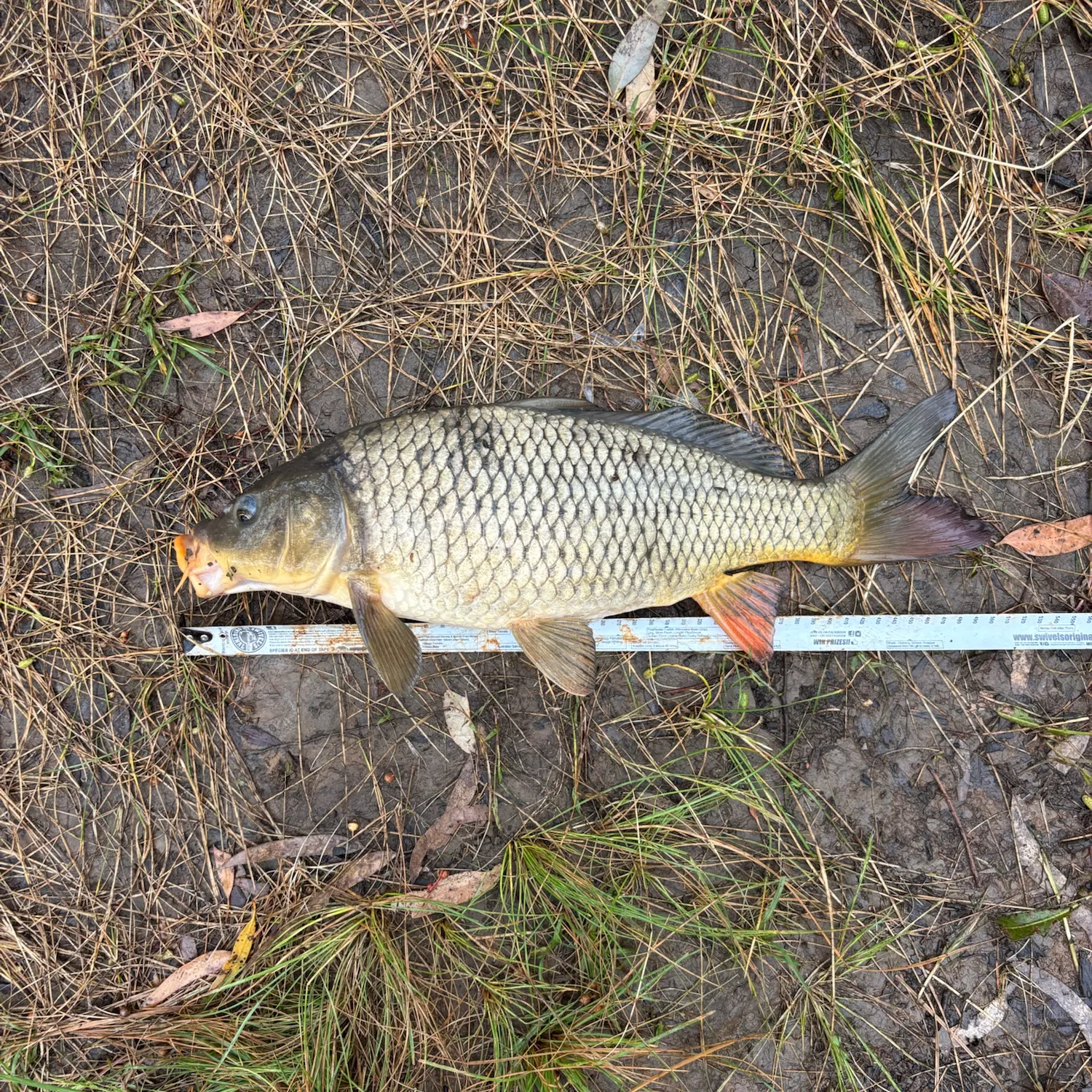 Common carp caught on Fishbrain