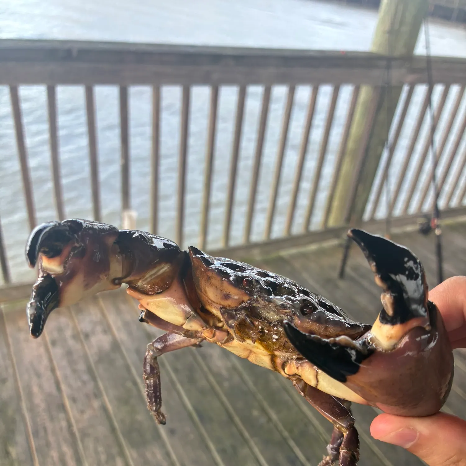 The most recent Florida stone crab catches on Fishbrain