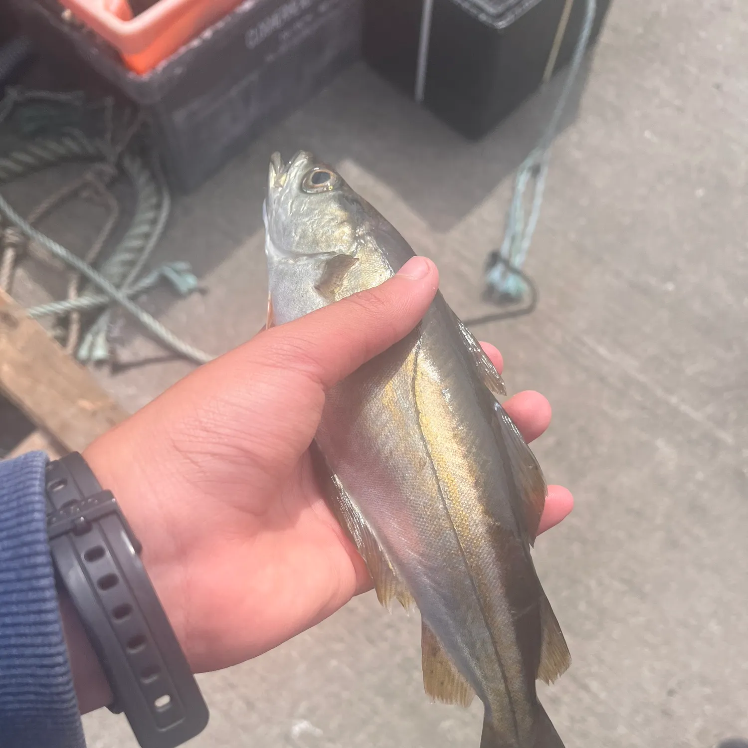 The most recent Pollack catches on Fishbrain