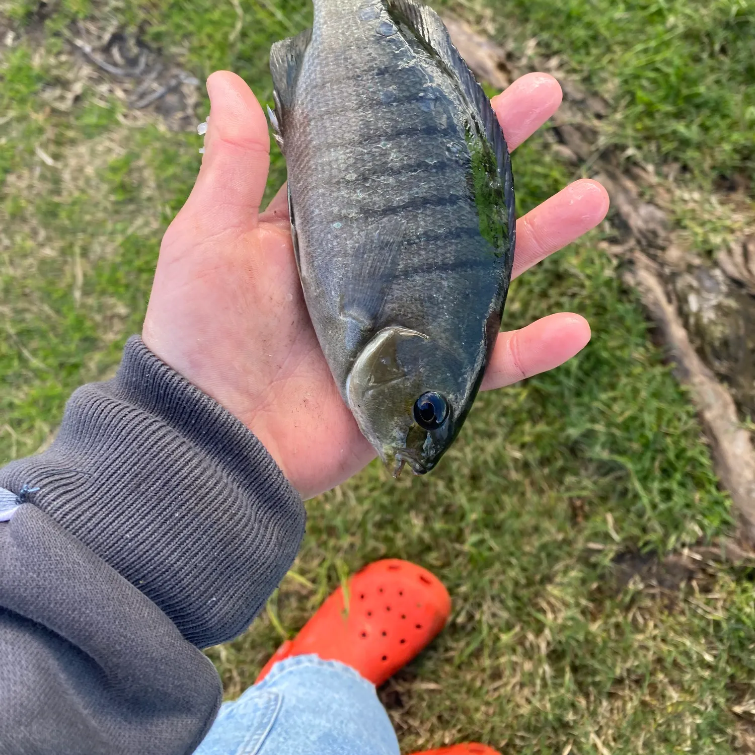 The most recent Black drummer catches on Fishbrain