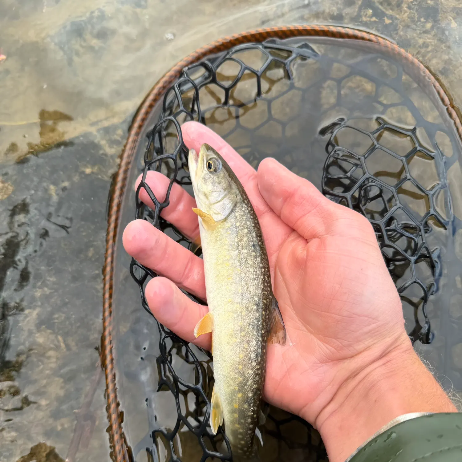 Bull trout caught on Fishbrain