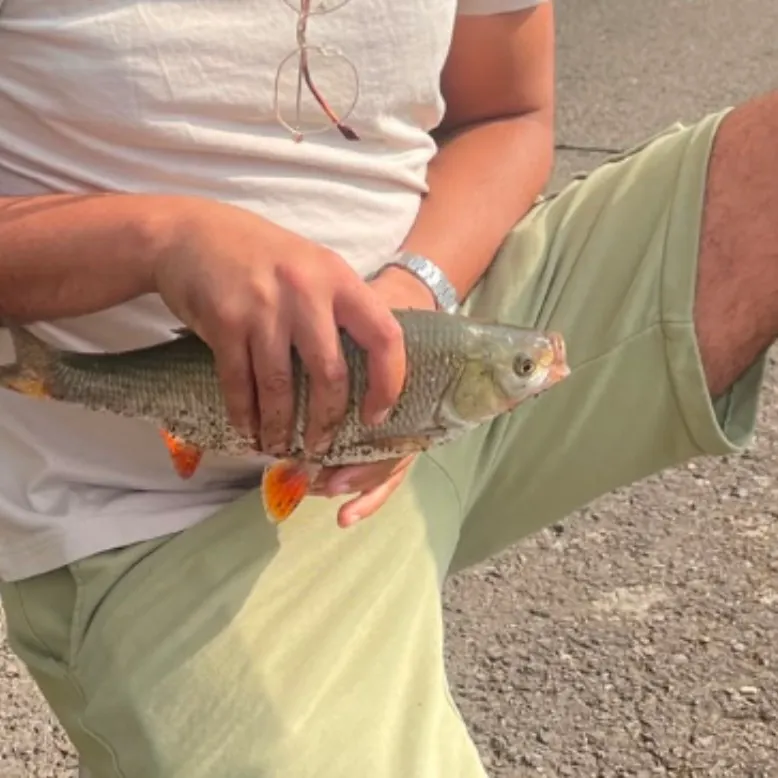 Common rudd caught on Fishbrain
