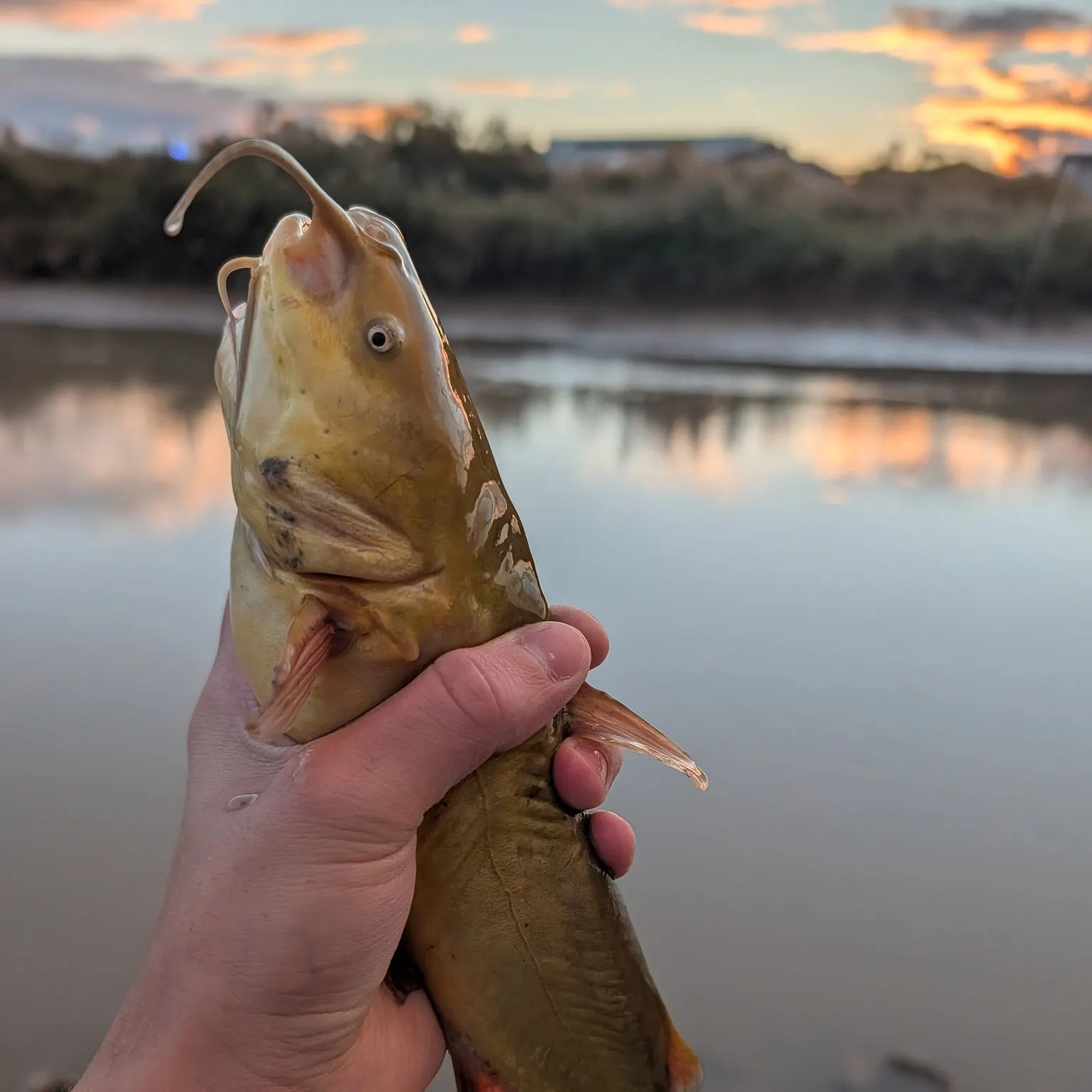 Black bullhead caught on Fishbrain