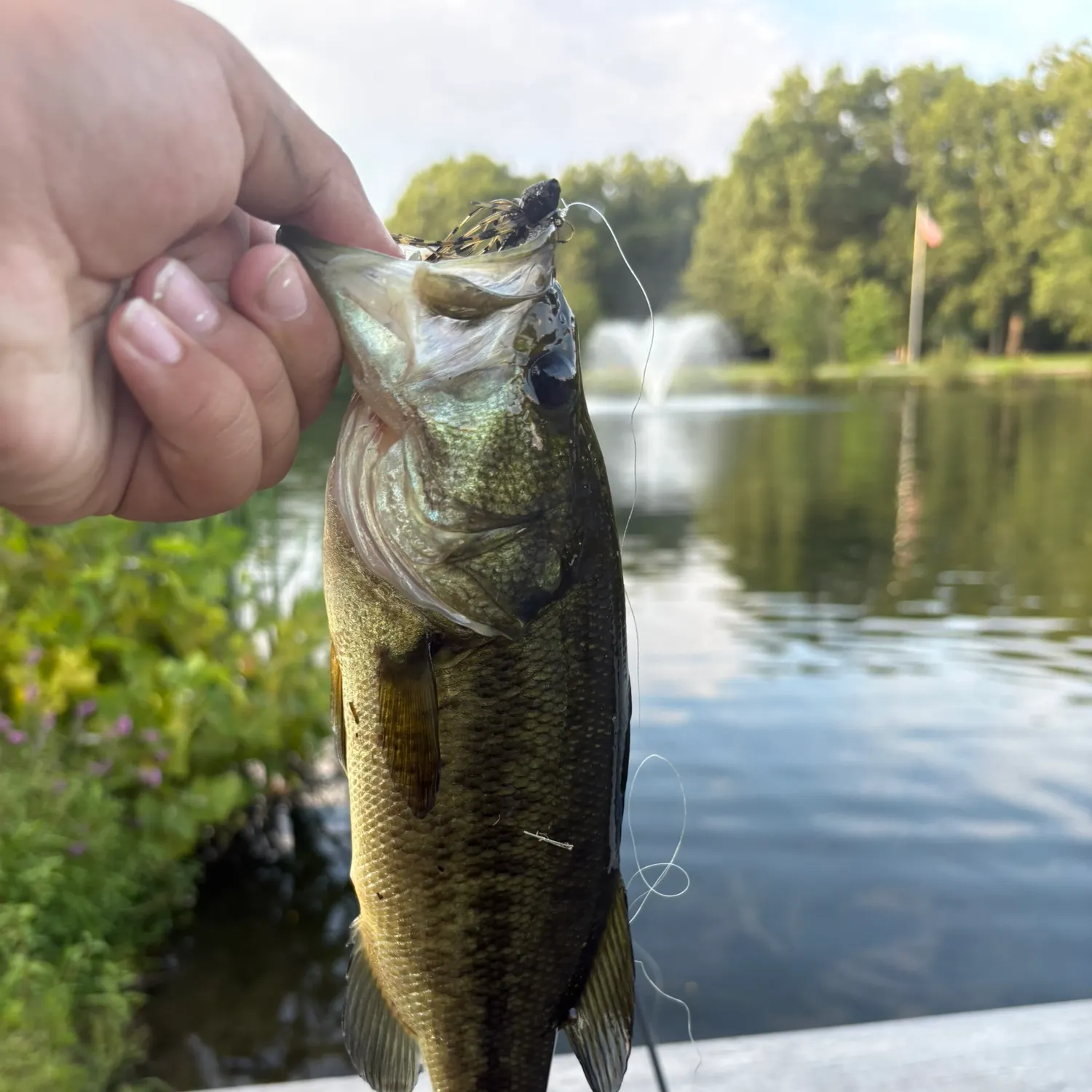 Largemouth bass caught on Fishbrain