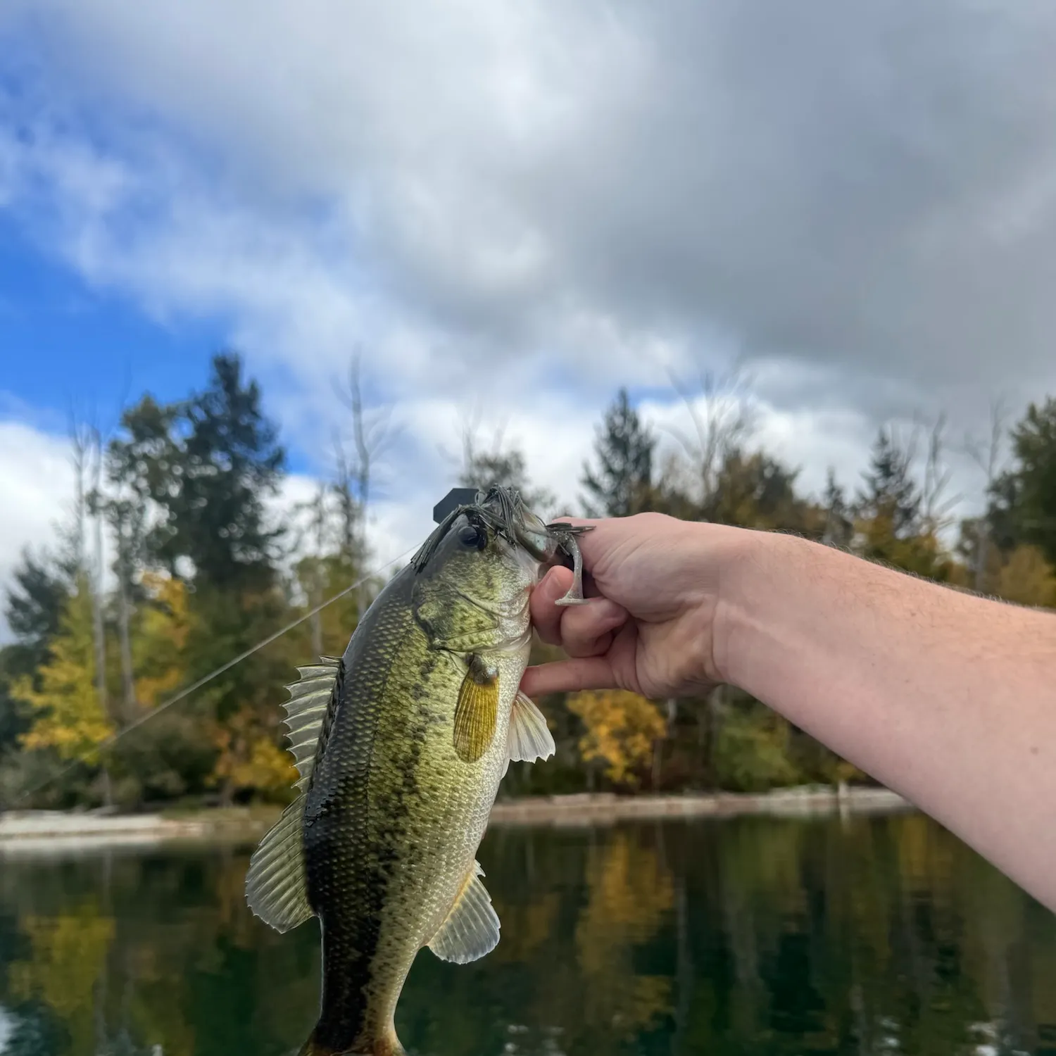 Largemouth bass caught on Fishbrain