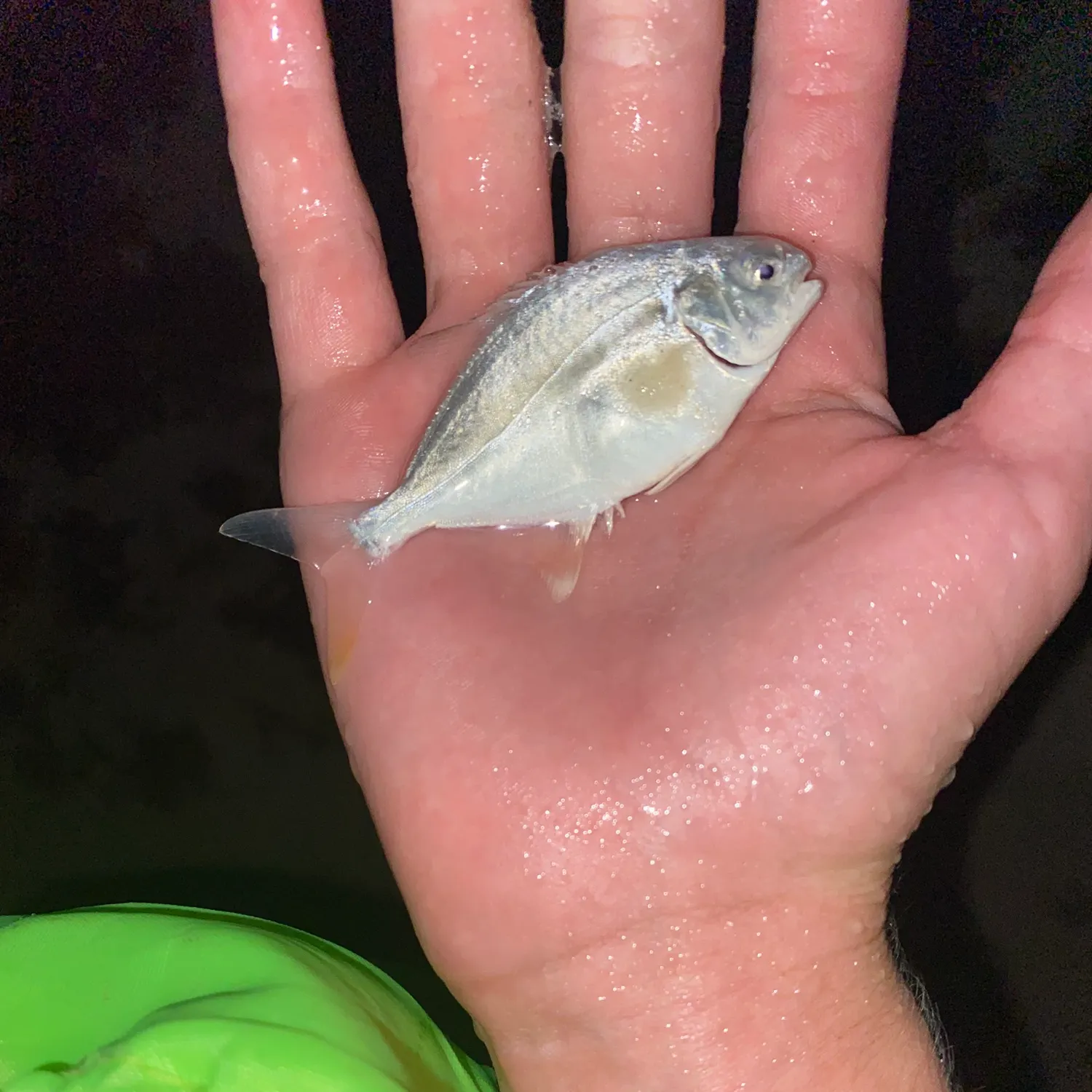 The most recent Palometa catches on Fishbrain