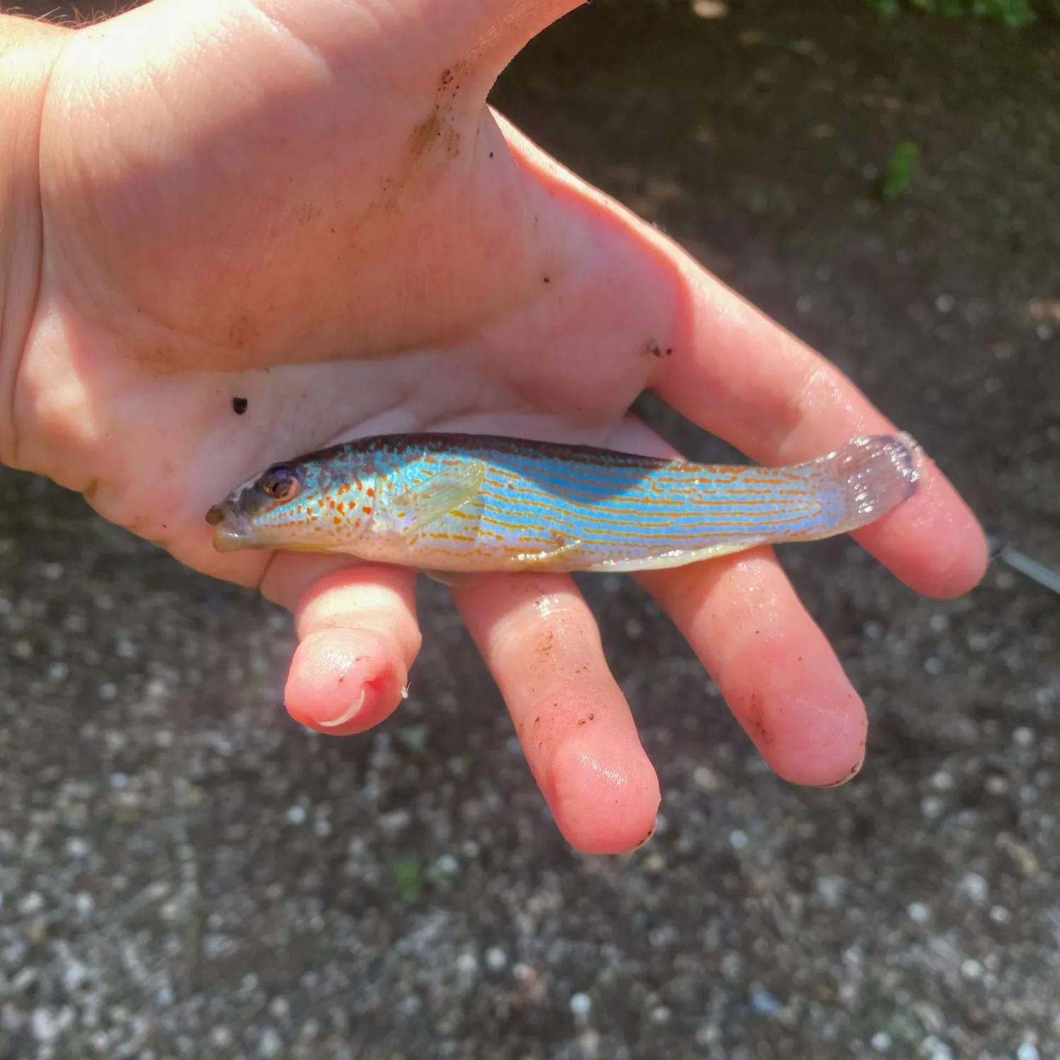 The most recent Northern studfish catches on Fishbrain