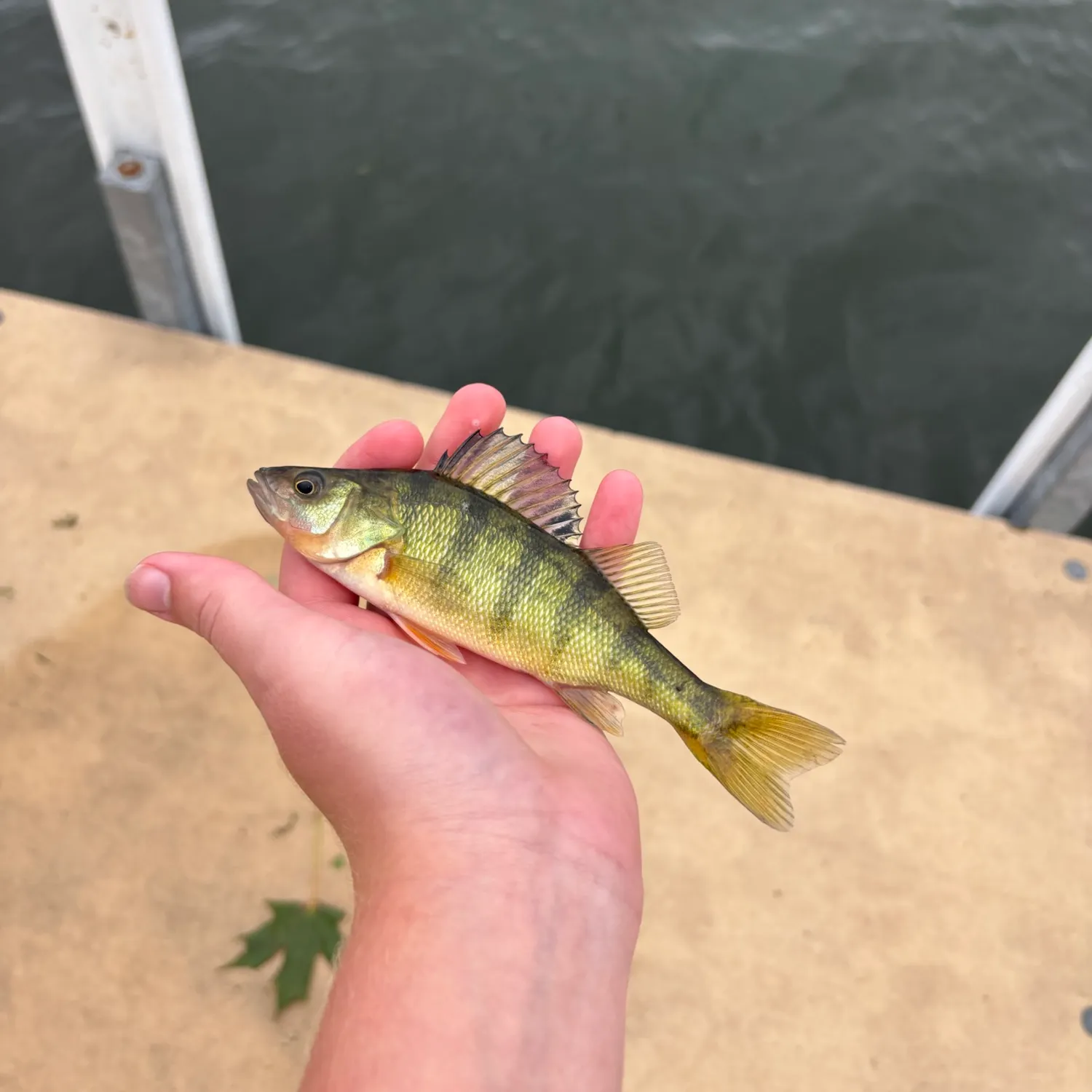 Yellow perch caught on Fishbrain