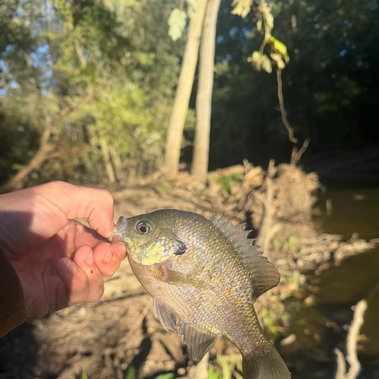 Bluegill caught on Fishbrain