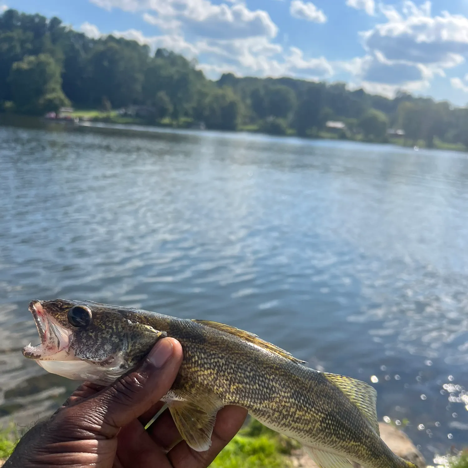 Sauger caught on Fishbrain