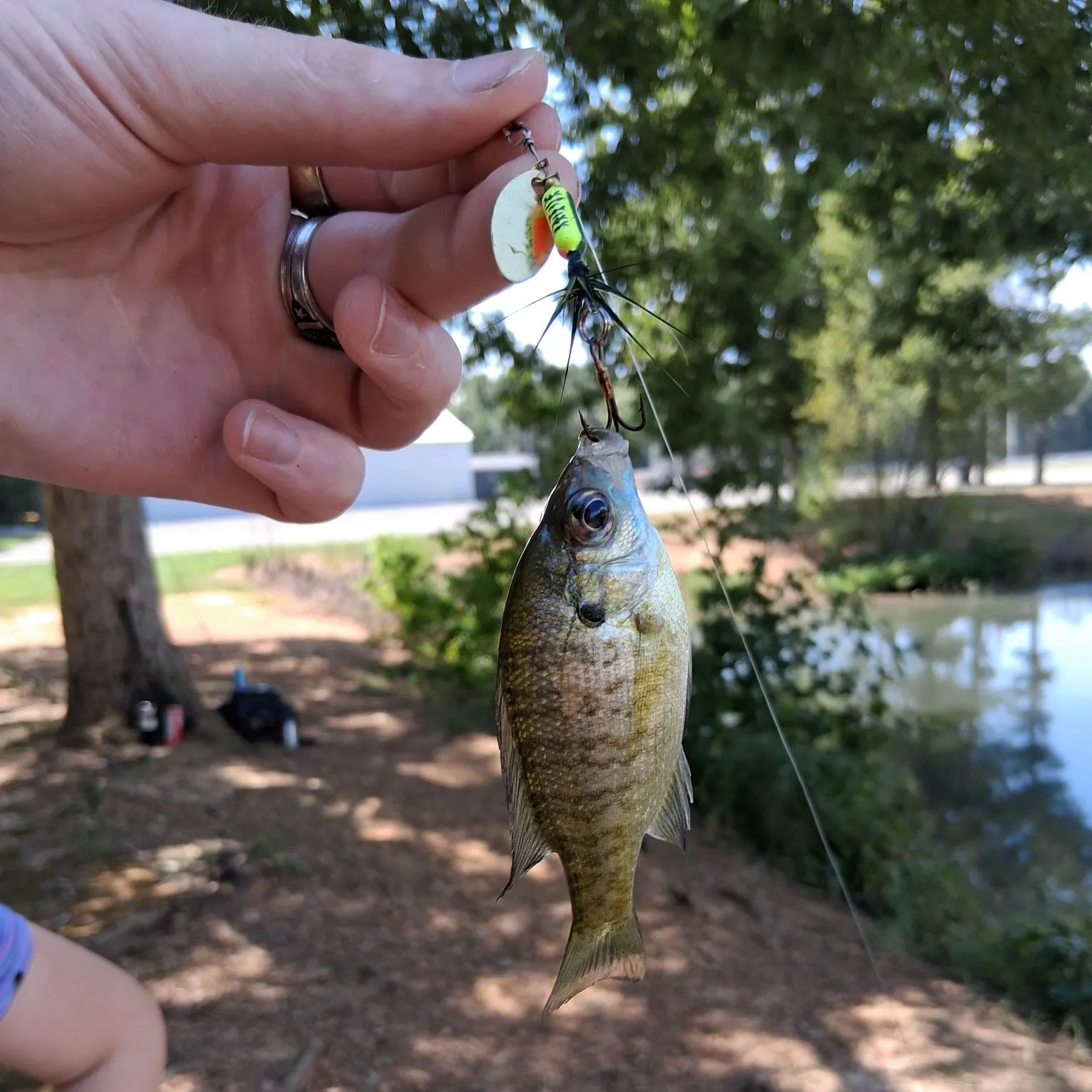Bluegill caught on Fishbrain