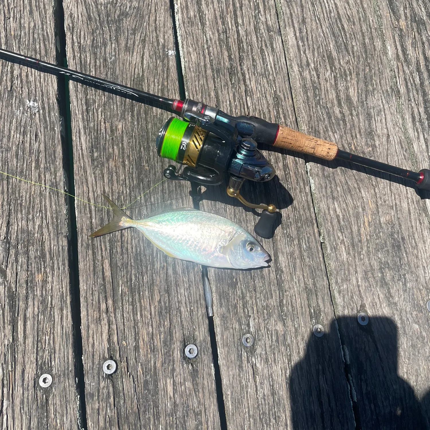 The most recent Brownback trevally catches on Fishbrain