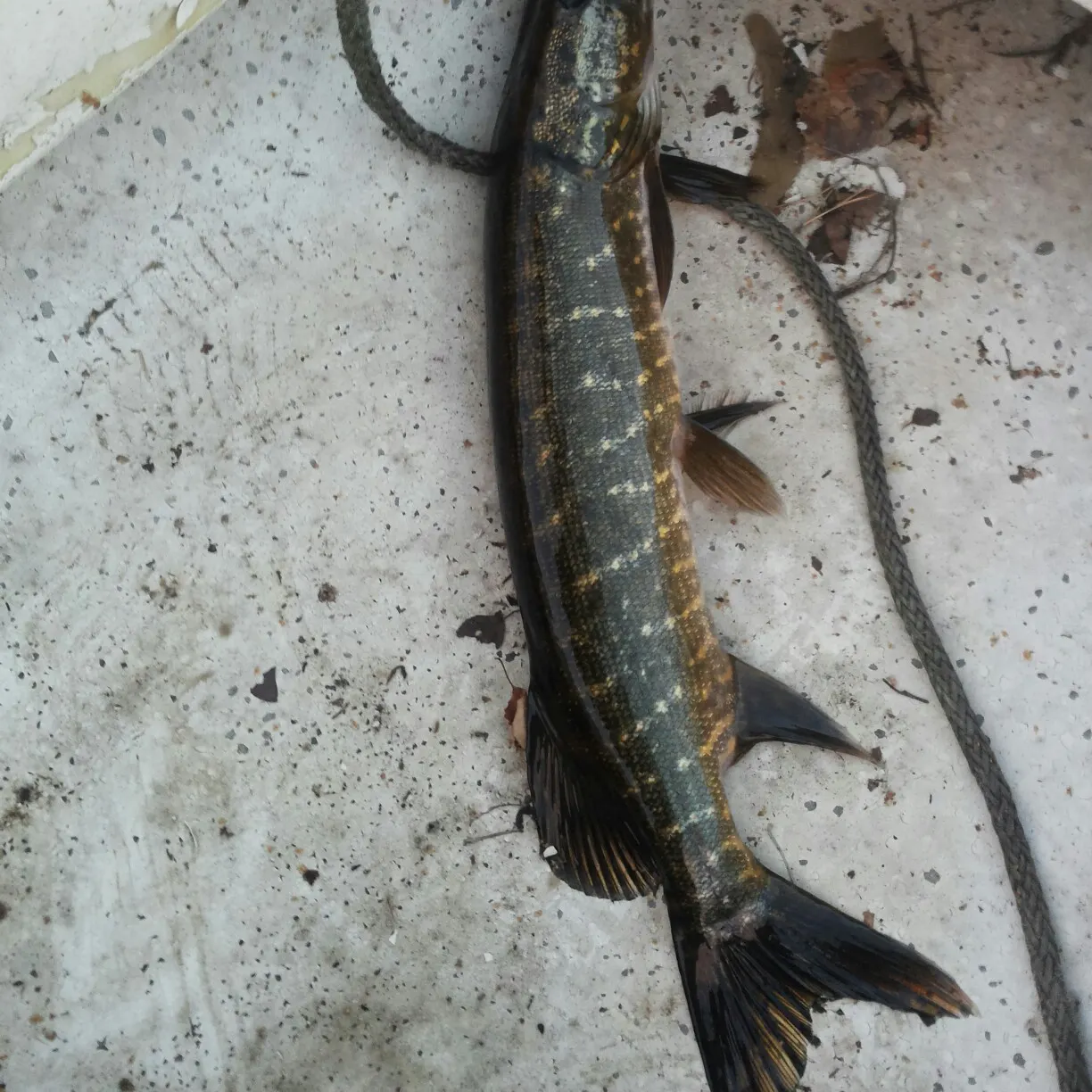 recently logged catches