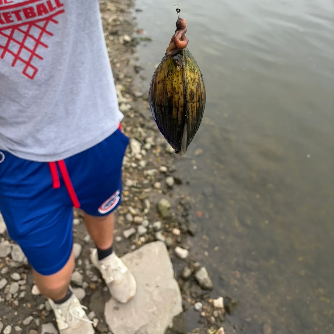 The most recent Asian clam catches on Fishbrain