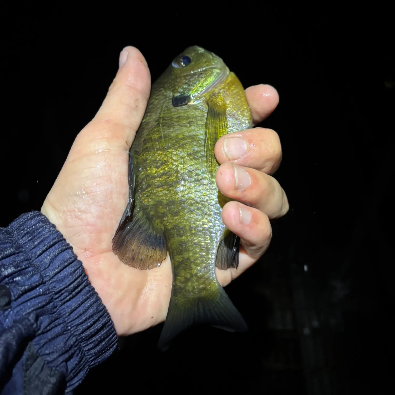 Bluegill caught on Fishbrain
