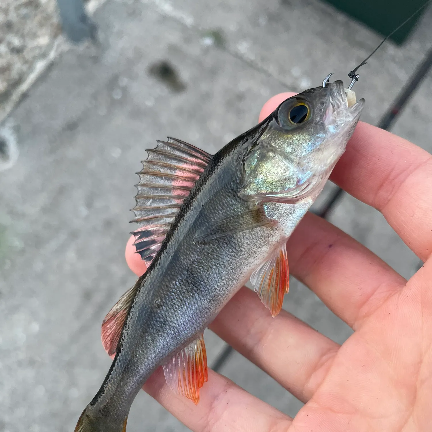 European perch caught on Fishbrain