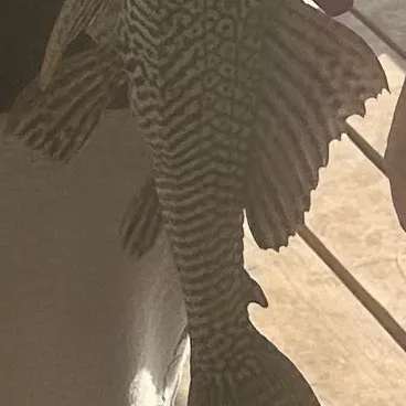 The most recent Suckermouth catfish catches on Fishbrain