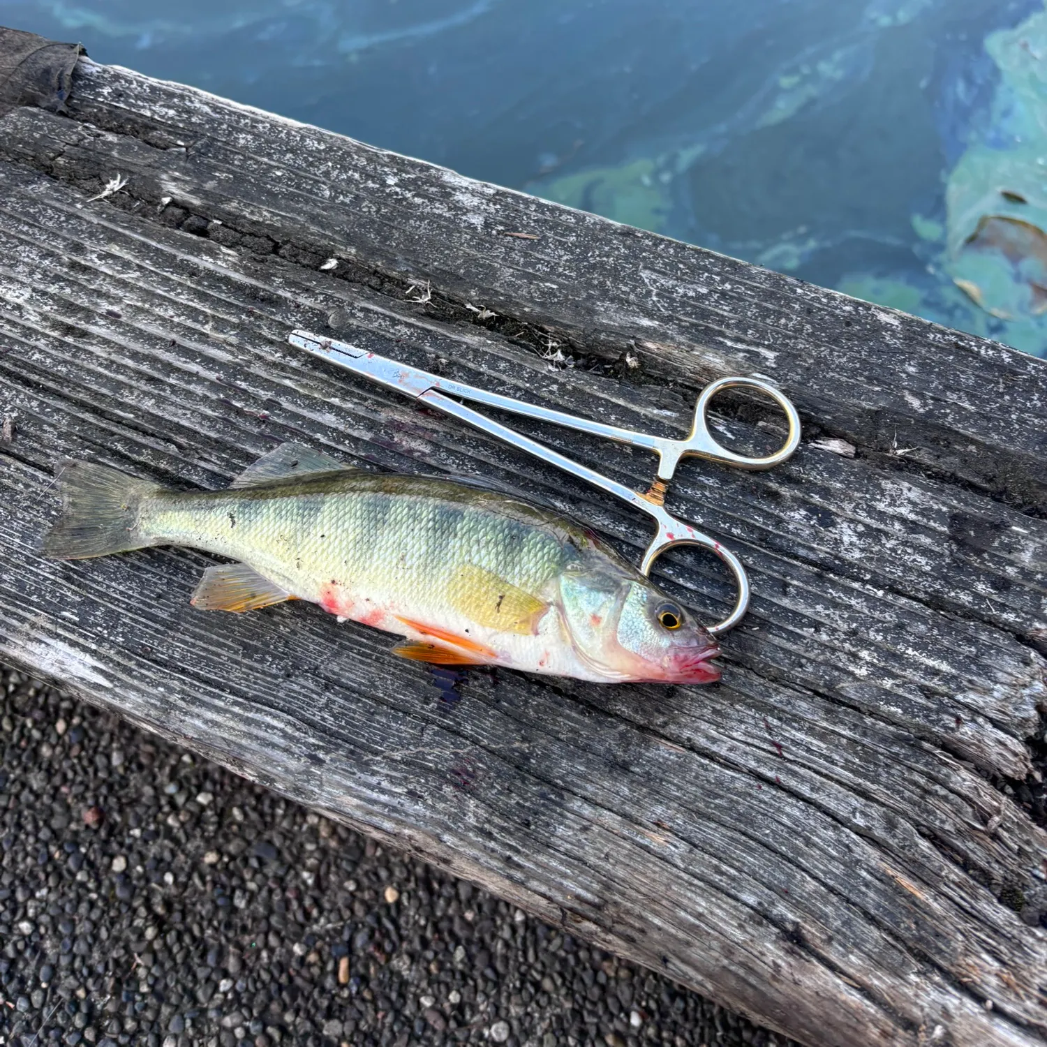 Yellow perch caught on Fishbrain