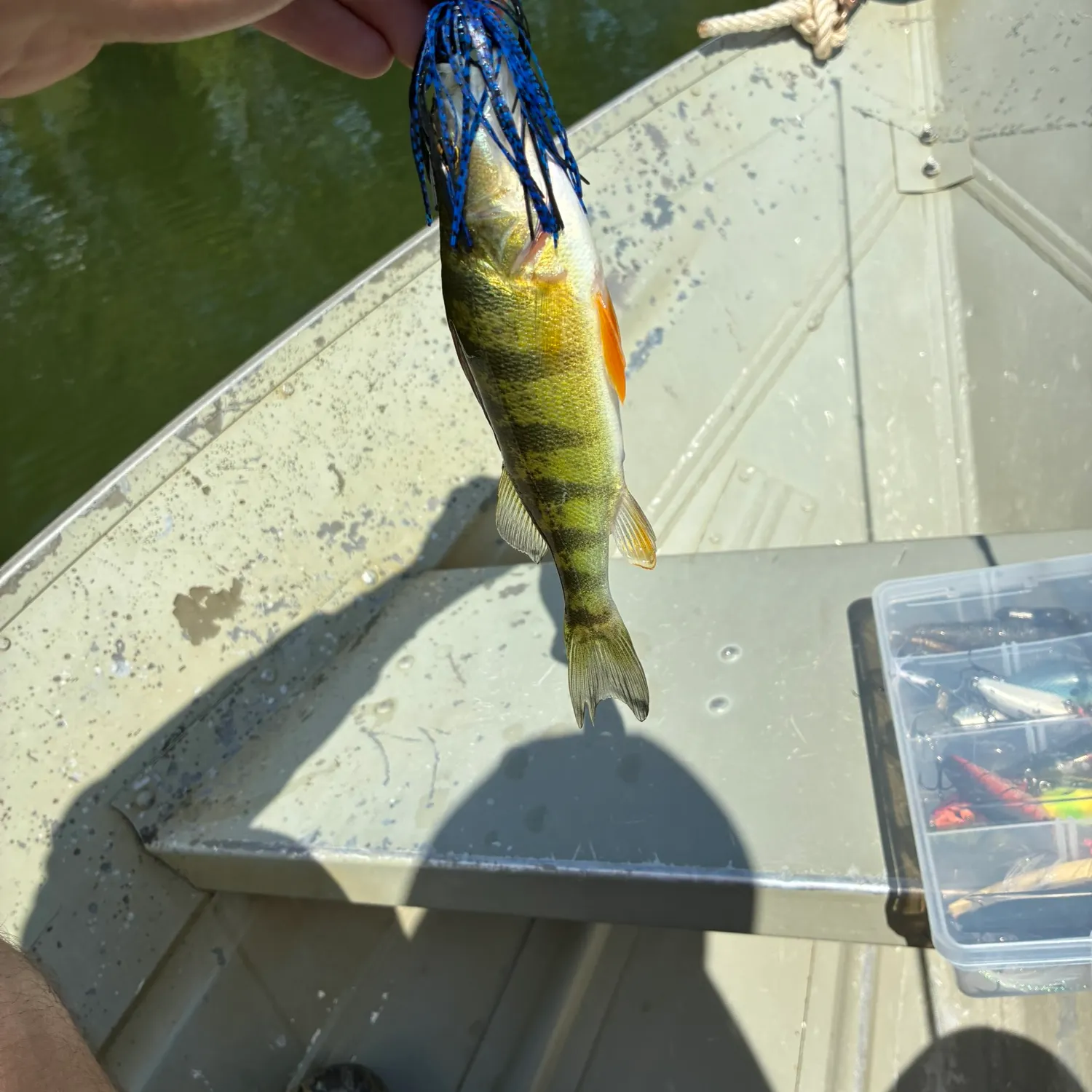 Yellow perch caught on Fishbrain