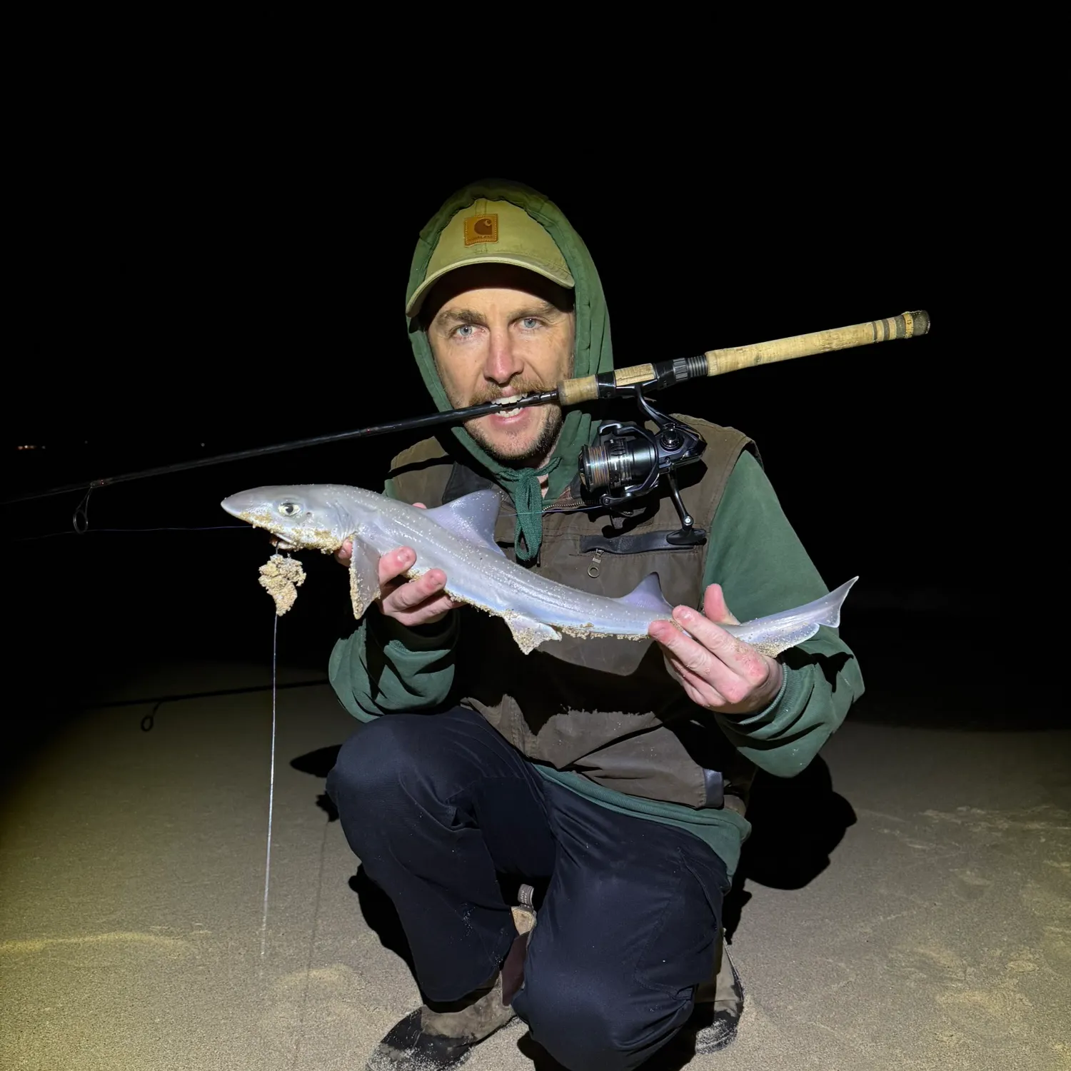 The most recent Gummy shark catches on Fishbrain