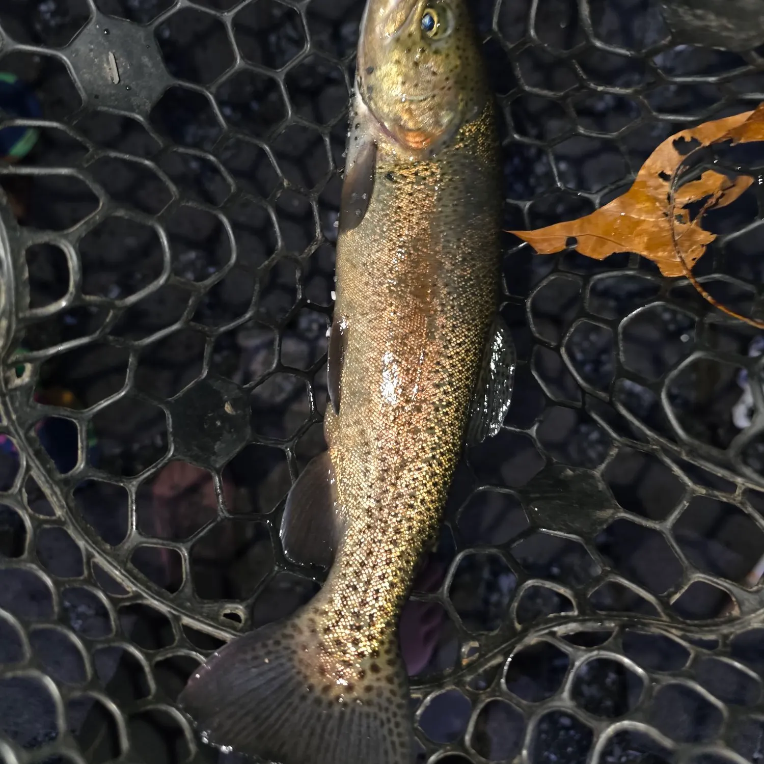 Rainbow trout caught on Fishbrain